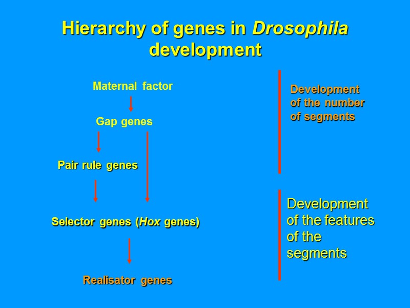 Hierarchy of genes in Drosophila development Maternal factor Development of the number of segments Hierarchy of genes in Drosophila development Maternal factor Development of the number of segments